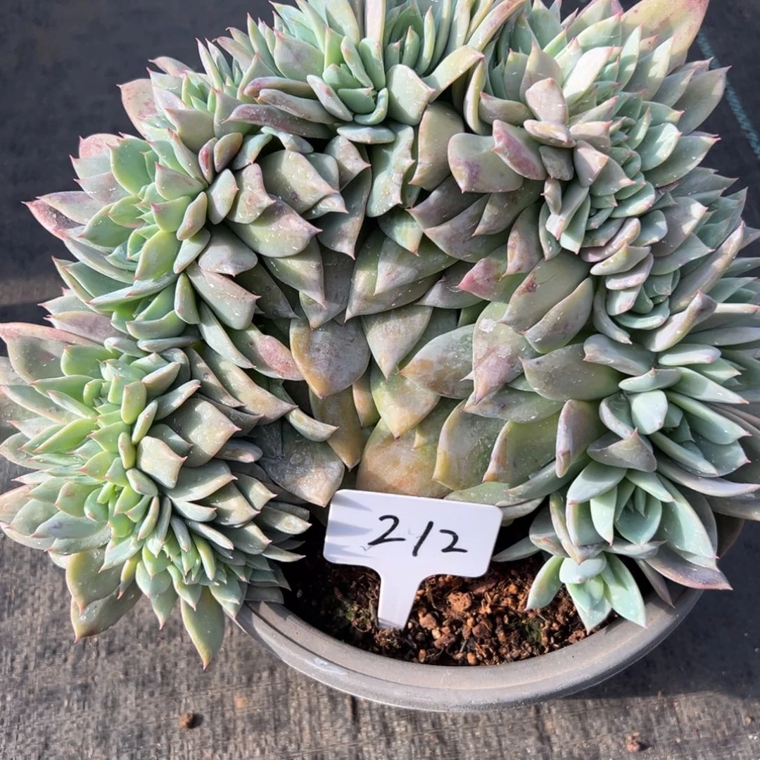 心***情212号烟火缀多肉植物45