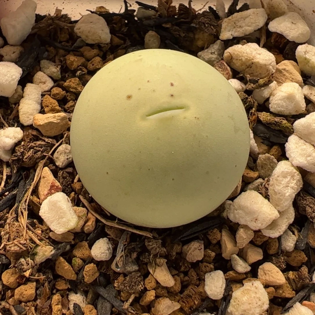 118多肉植物组合