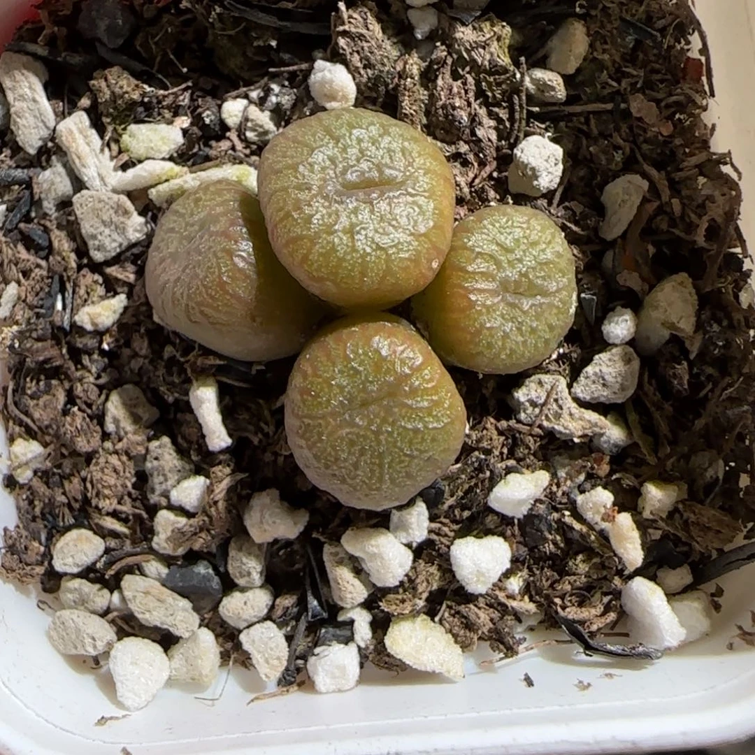 肉锥多肉植物组合-流水铜壶777