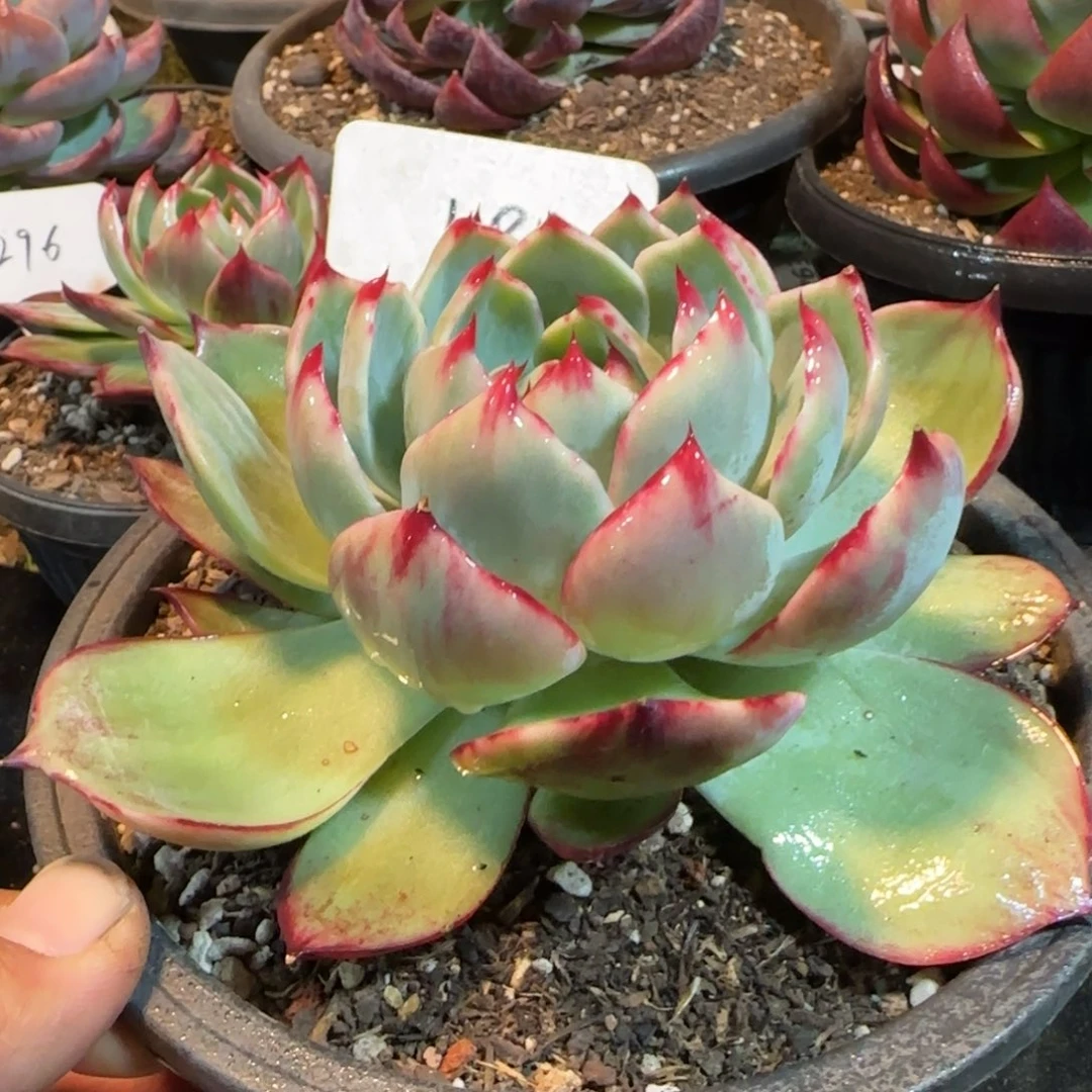 惊鸿一物一拍包装收缩花旱181