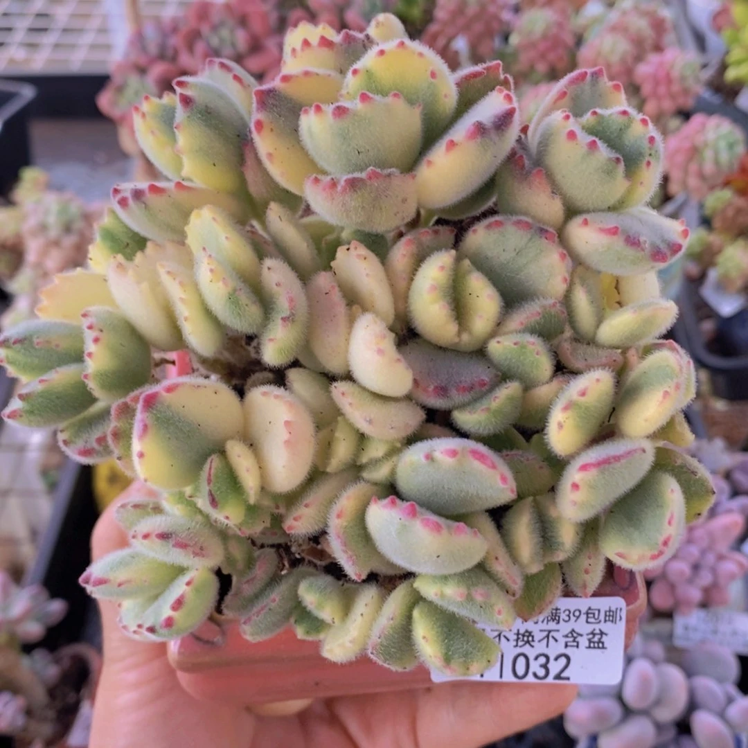 彩熊不包整11cm1032多肉植物