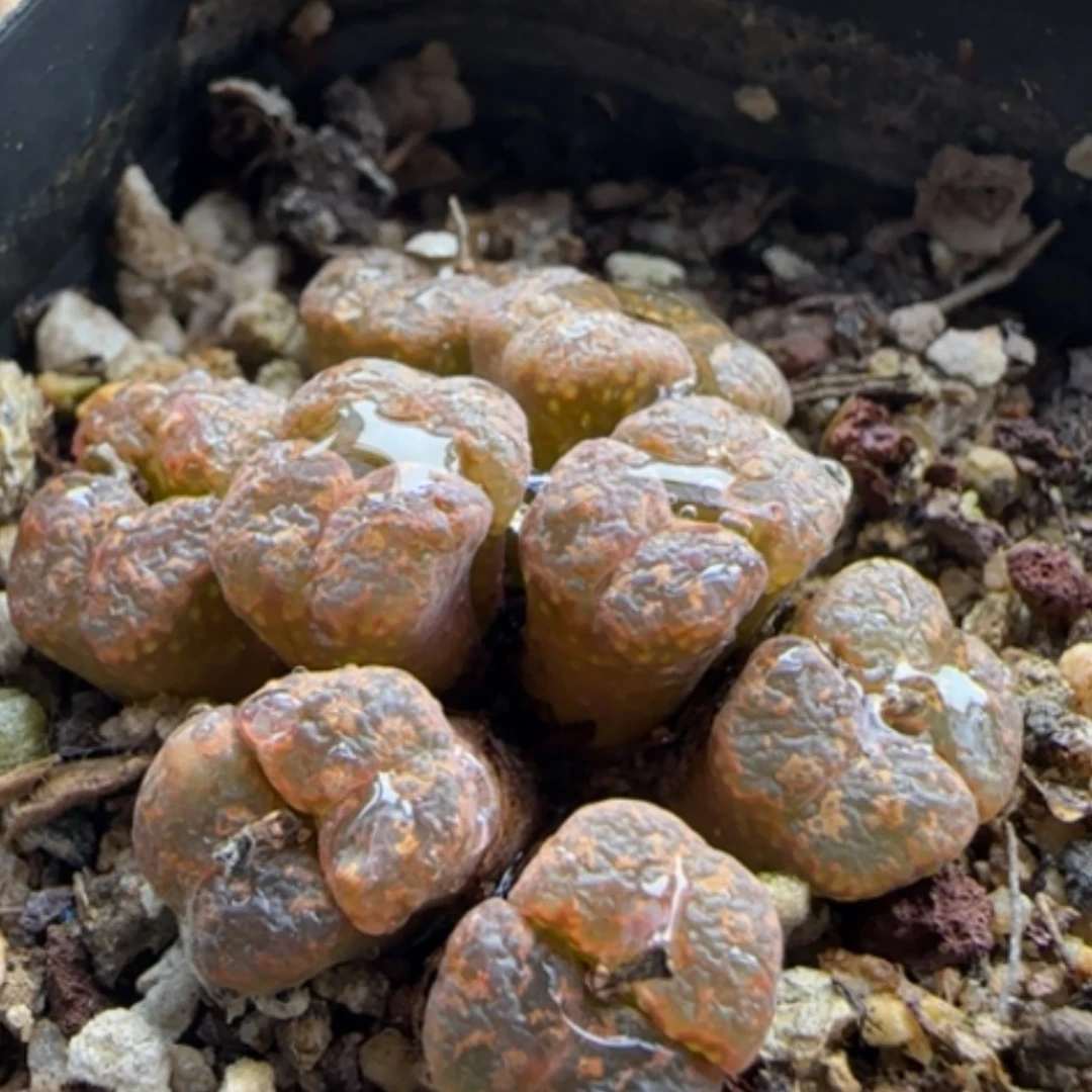 【闪购商品】13775