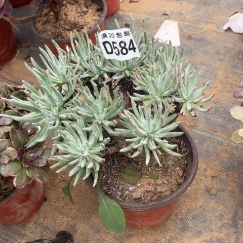 584爱度莉丝不包断枝