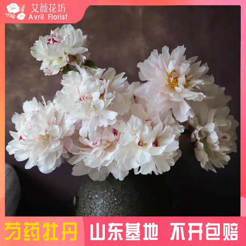 『现货-雪原红星』芍药鲜花  芍药鲜切花 山东基地直发