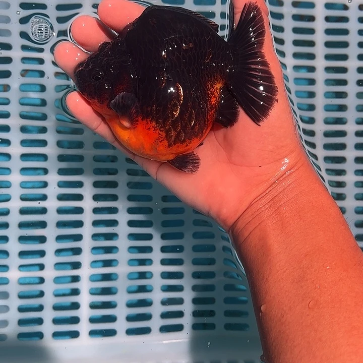 金鱼包邮257388988