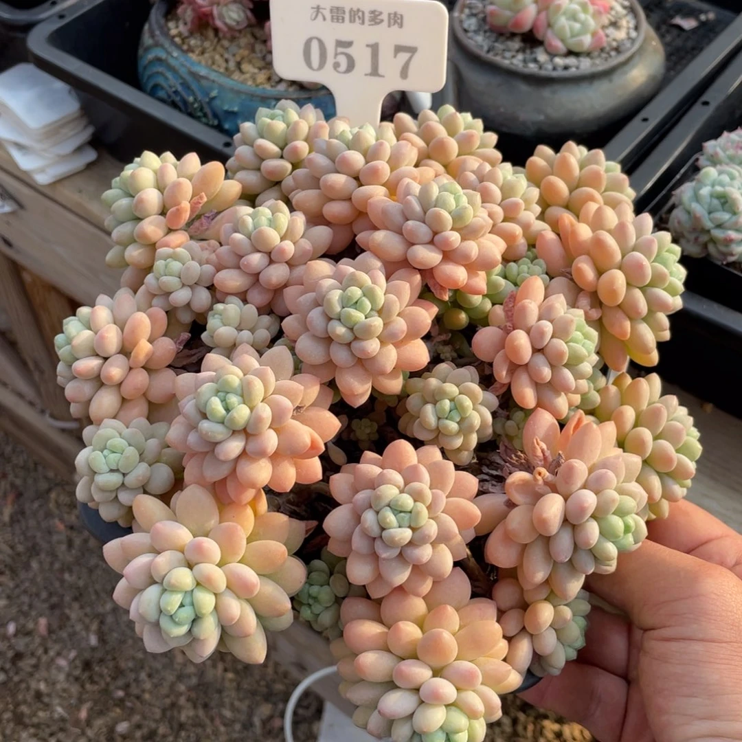 0517洛可可不带盆20厘米