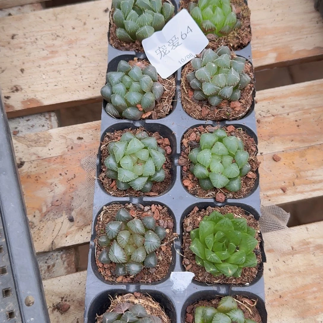 直播福利一物一拍64