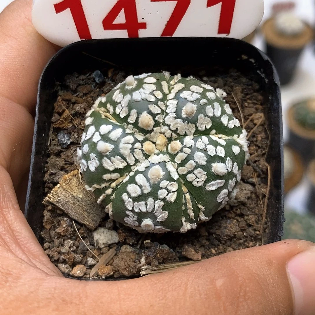 1471福利特价咯打车优惠