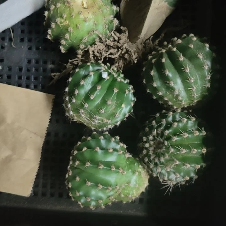 仙人球马丙无根侧芽