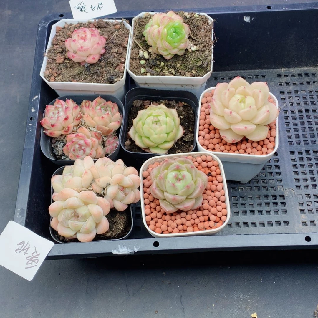 爱**贝麦秆58包邮  群生不包整爱尼