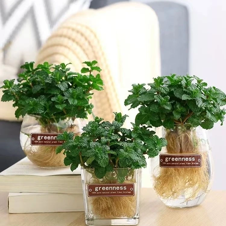 可食用驱蚊室内阳新鲜薄荷薄荷叶盆栽绿植留兰香四季阳台清香植物