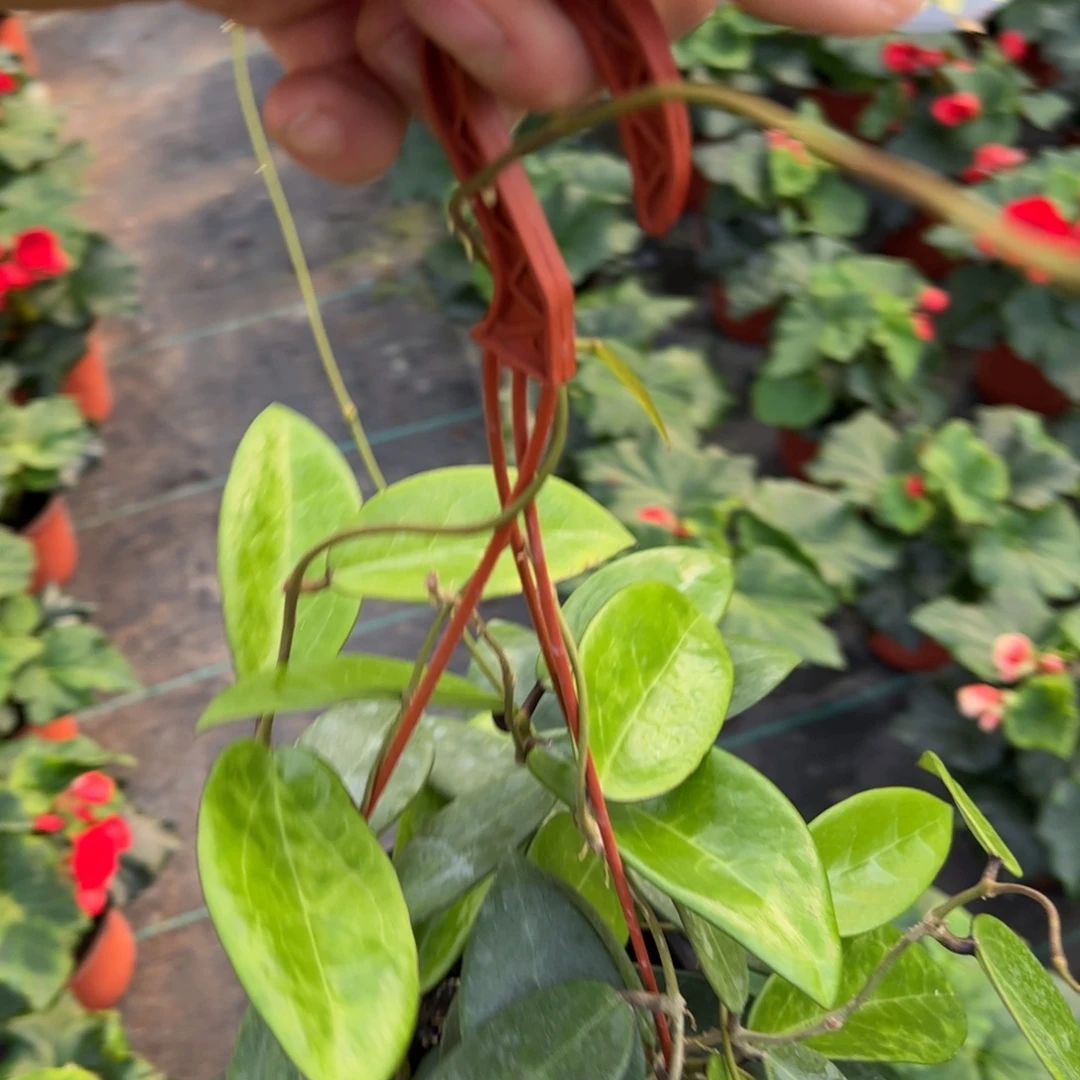 胡***适完全开放羊脂玉球兰