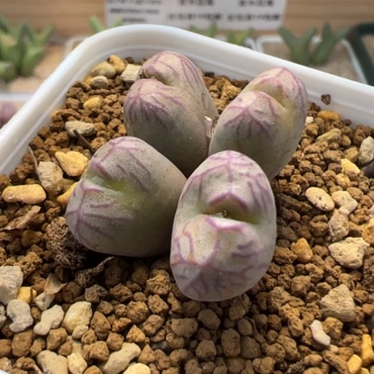 送奶工杂一颗656。