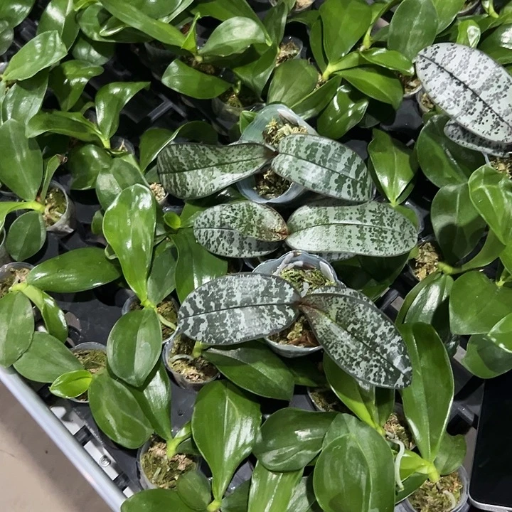 不开花植物虎班西2.5苗