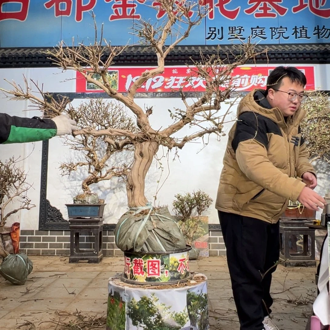 无花朵金银花8885555555866666