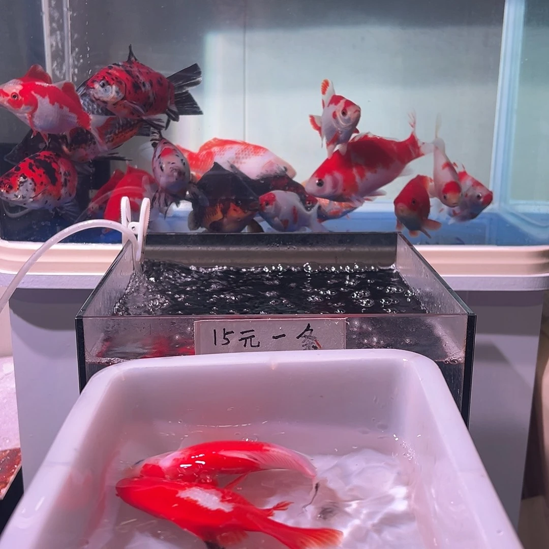 你***-海水观赏鱼福利多多啊