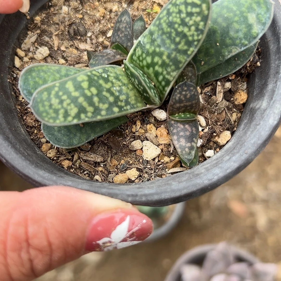 多肉植物蜗牛群生