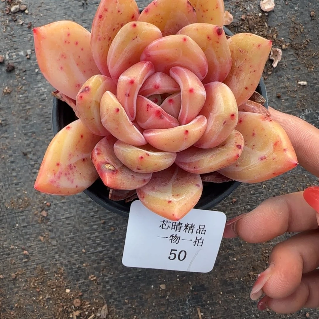 闪购精品多肉50号