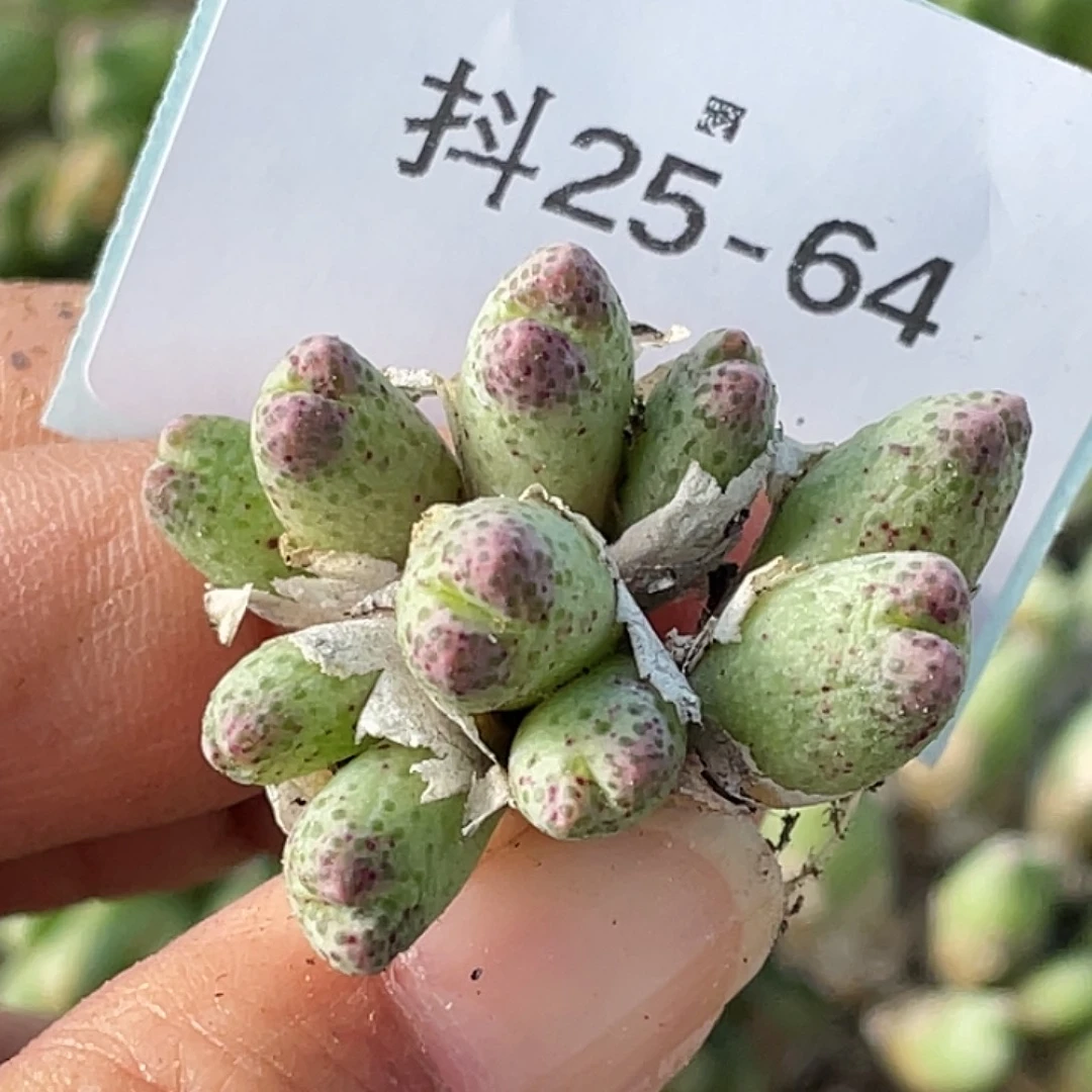 25-64草莓斑马肉锥