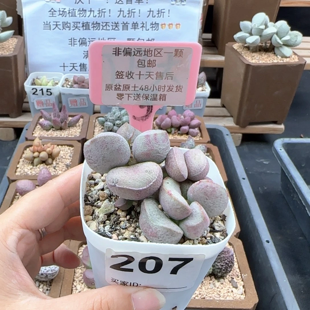 207黛安娜多肉植物
