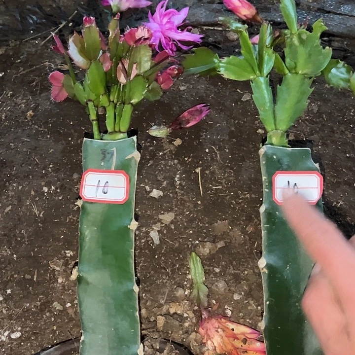 顺***然，10号带盆037.083