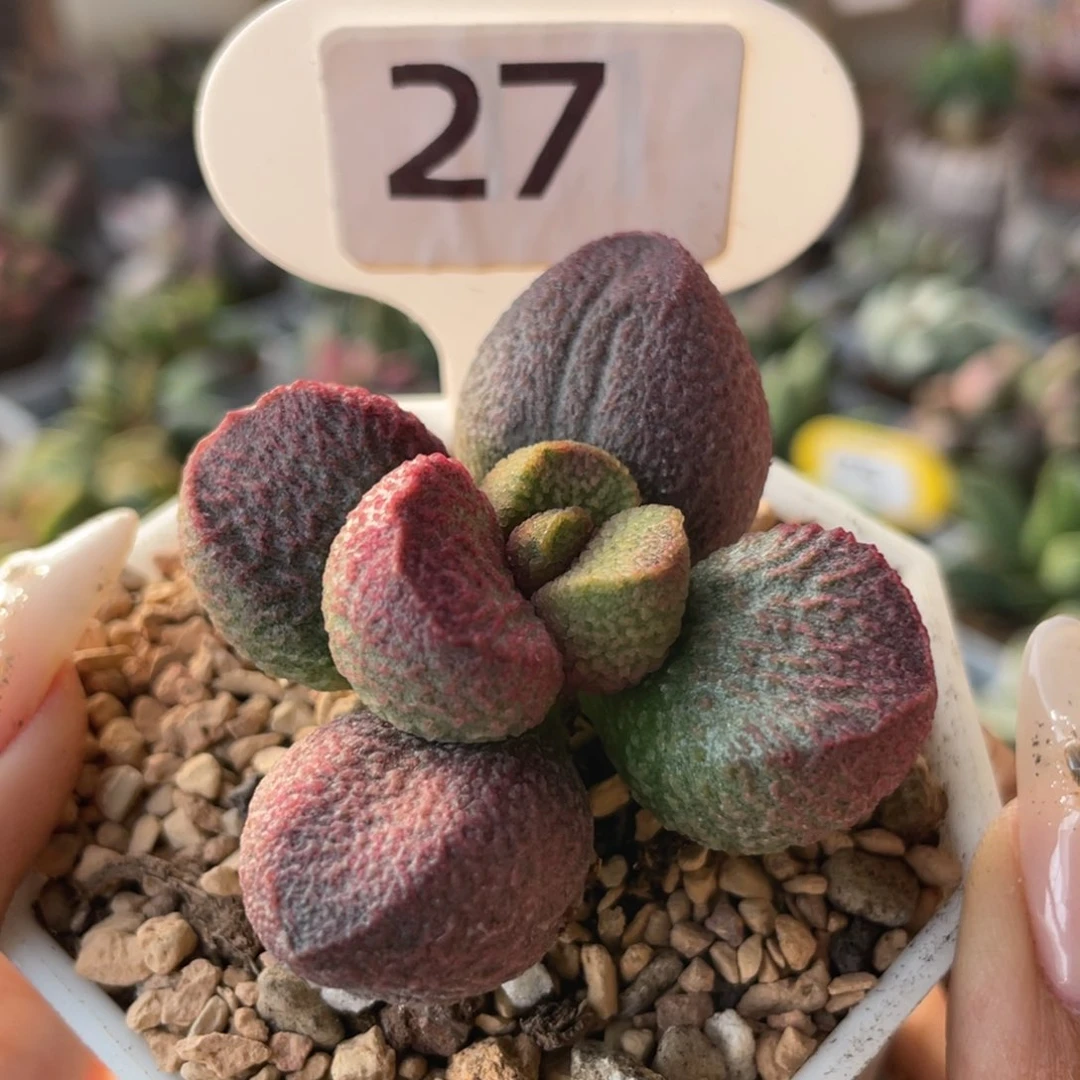 韩****o         红烧肉。