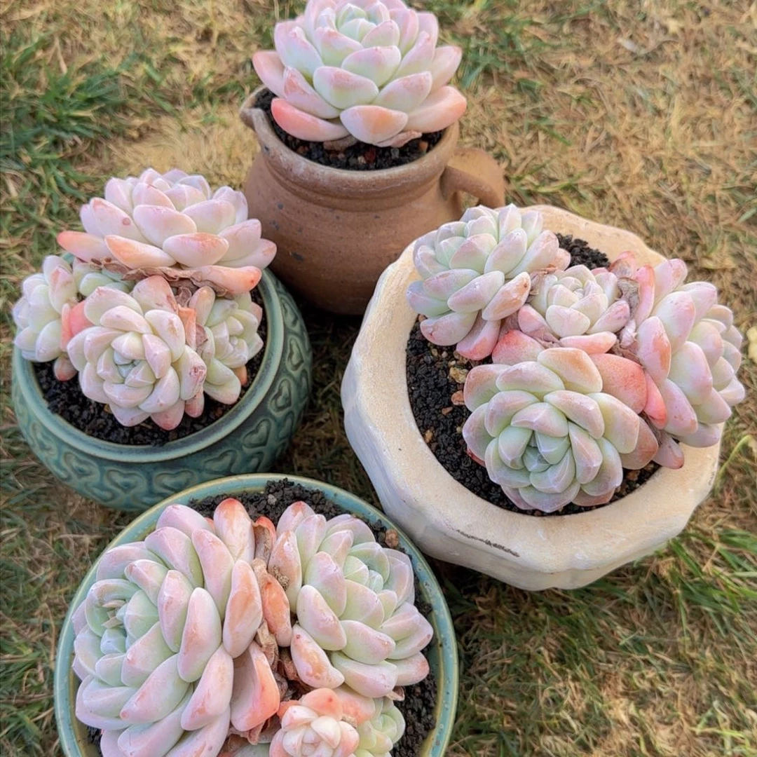 豆*豆妈姐姐多肉植物