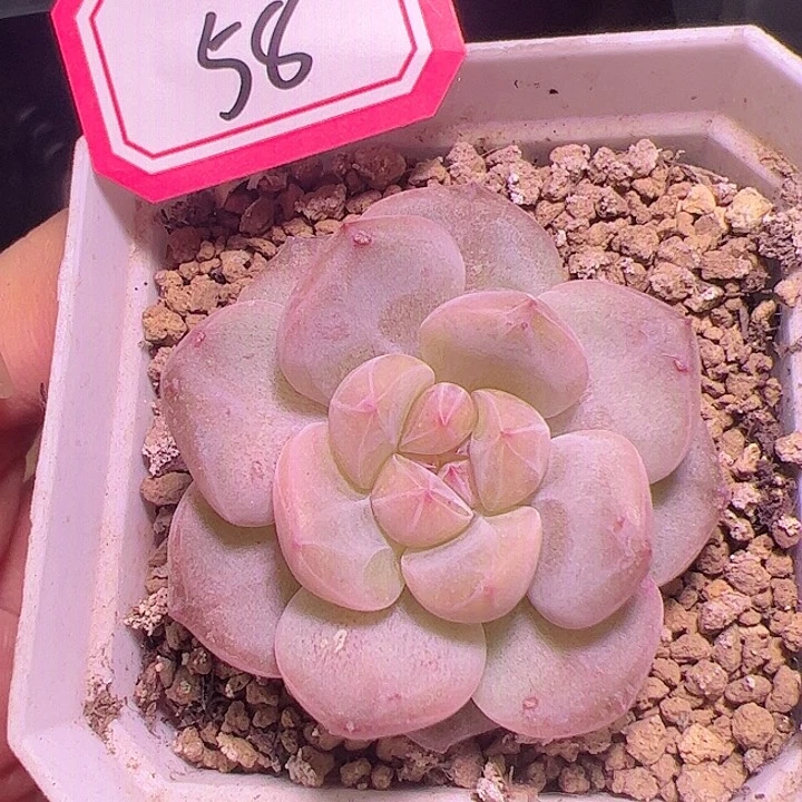 不知名多肉植物单头