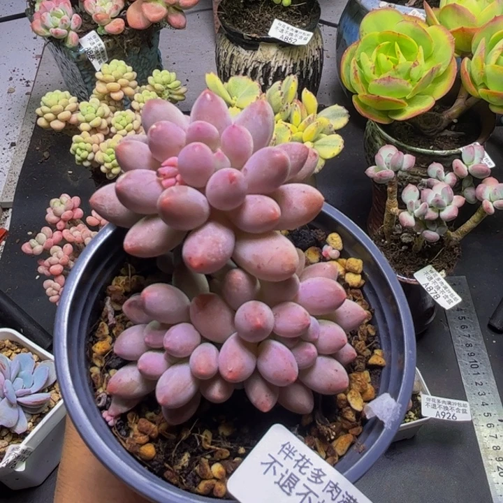 香水手指奶酪927/6cm