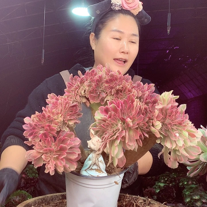 柒柒精品多肉脱土发货不包断侧枝S20