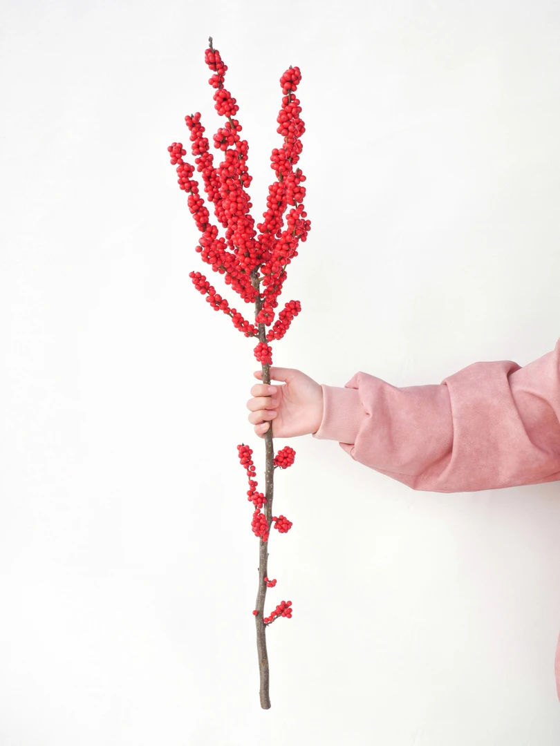 冬青切枝  云南现采 新鲜优质 年宵花