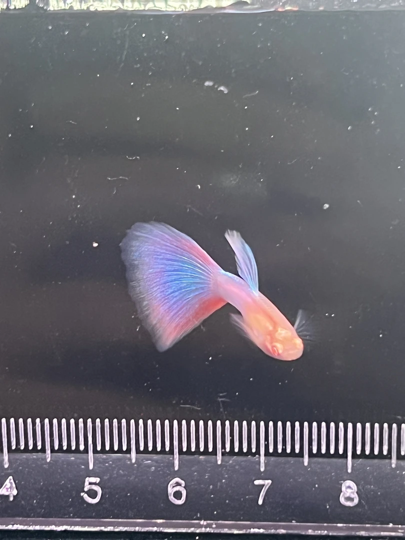 天使彩虹 小型淡水鱼观赏鱼热带鱼仙女粉色