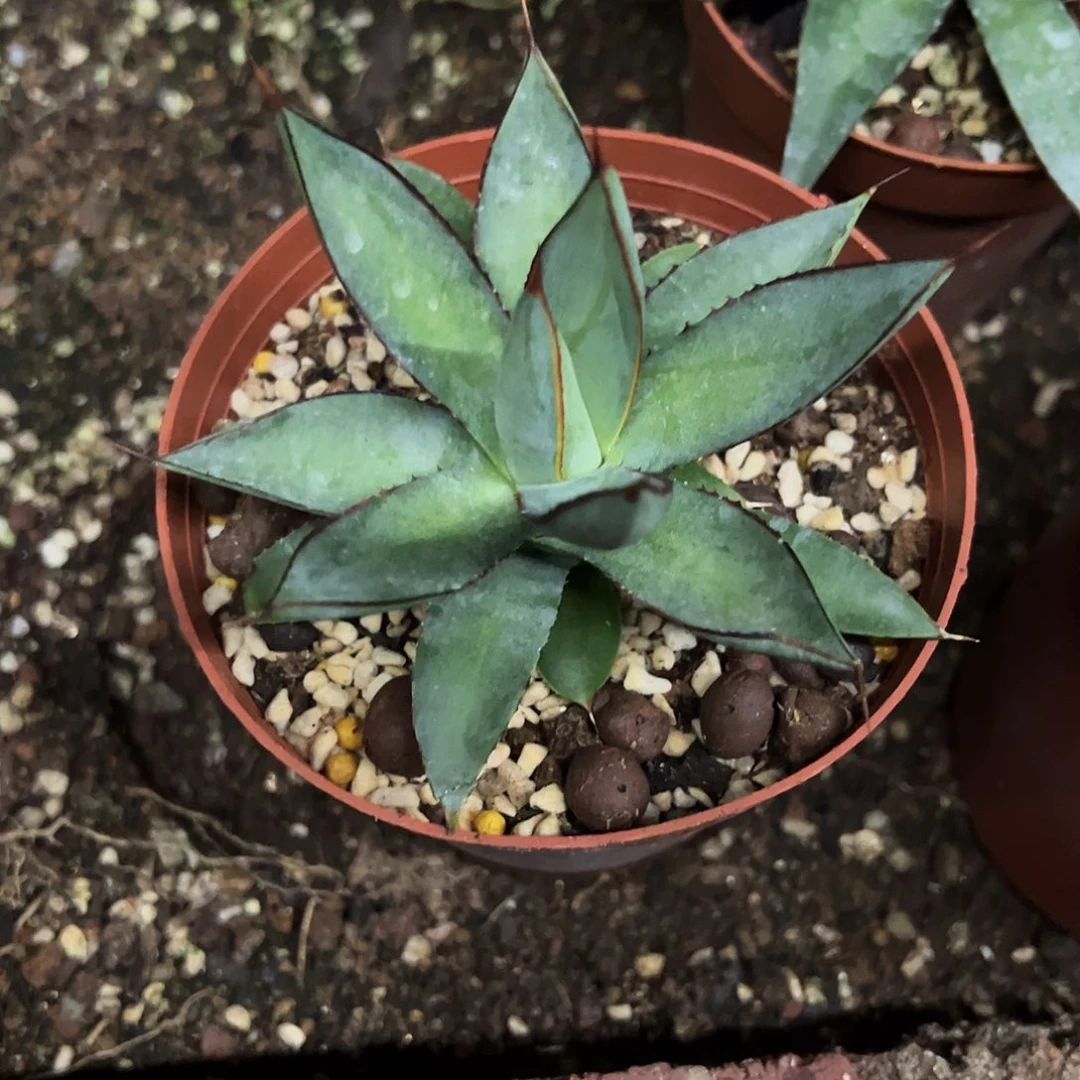 姬青莲龙舌兰植物