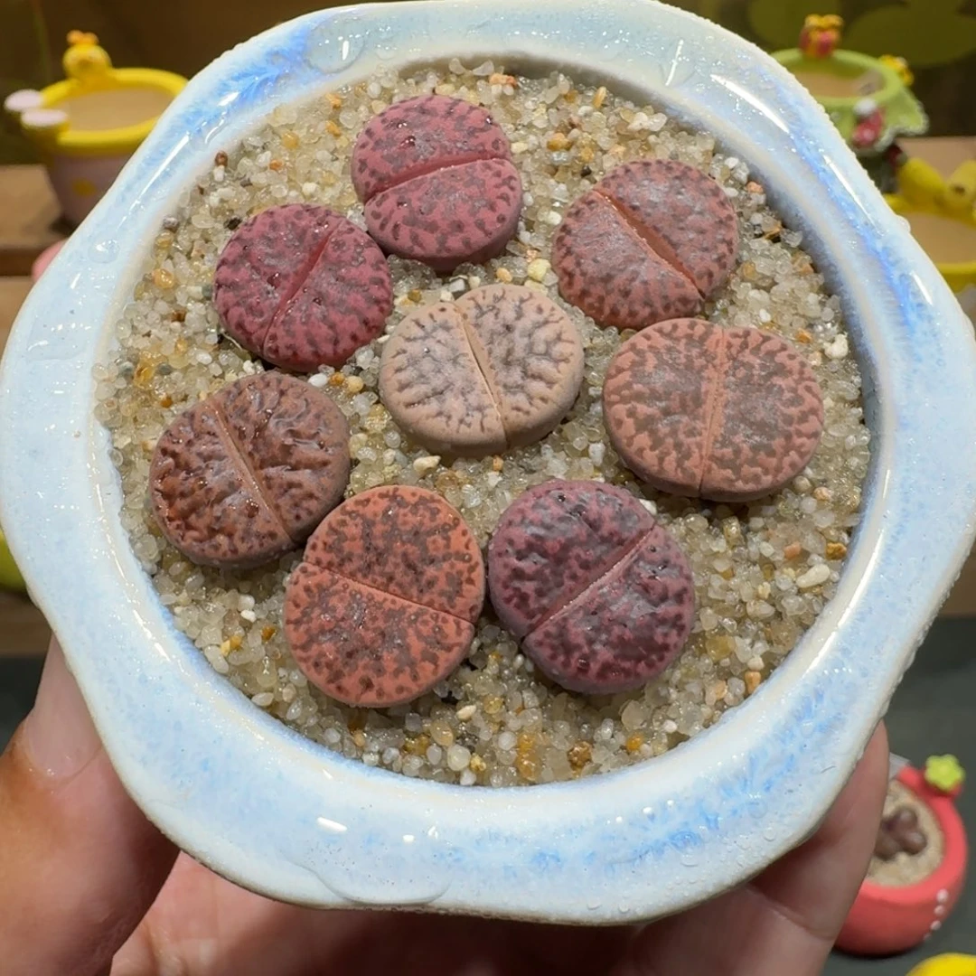 蘑菇1106紫折榴彩拼多肉植物