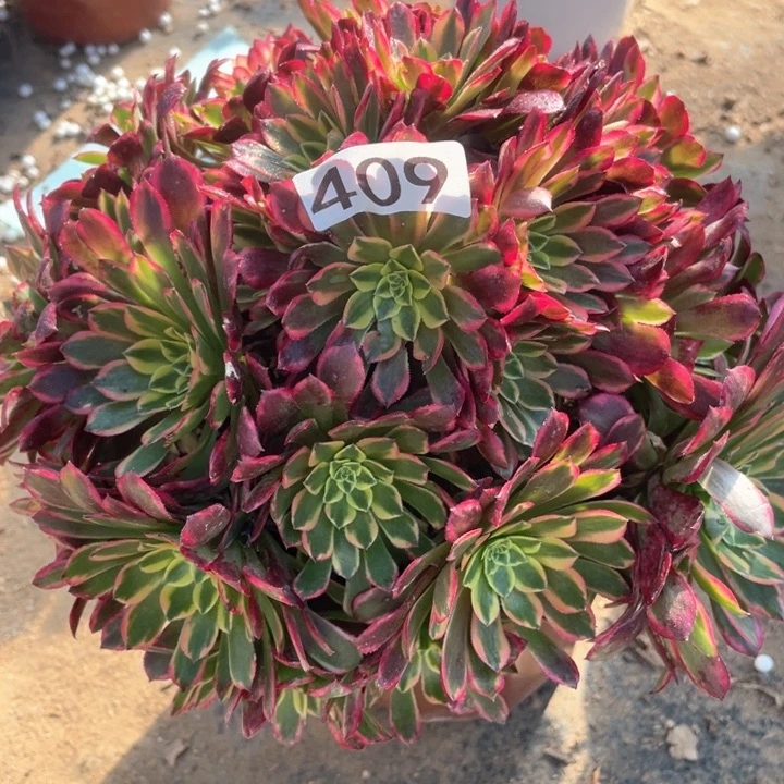 409多肉植物朝霞