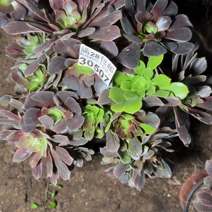 30507花姑娘多肉植物