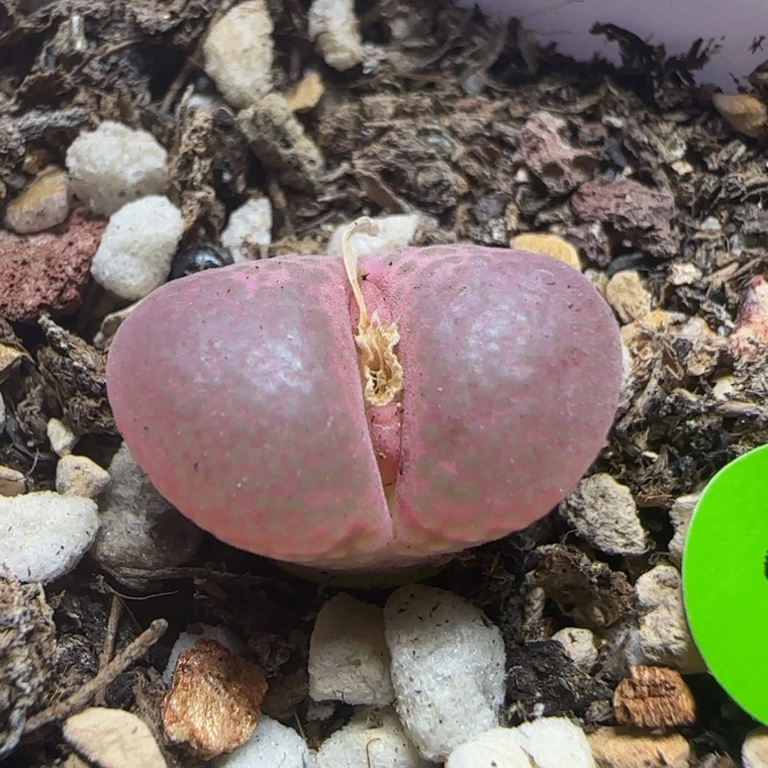 漂漂亮亮多肉植物39