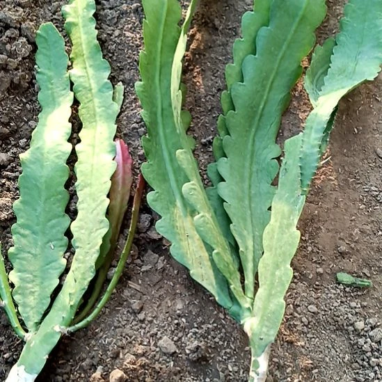 余***解完全开放令箭何花香蕉黄16号