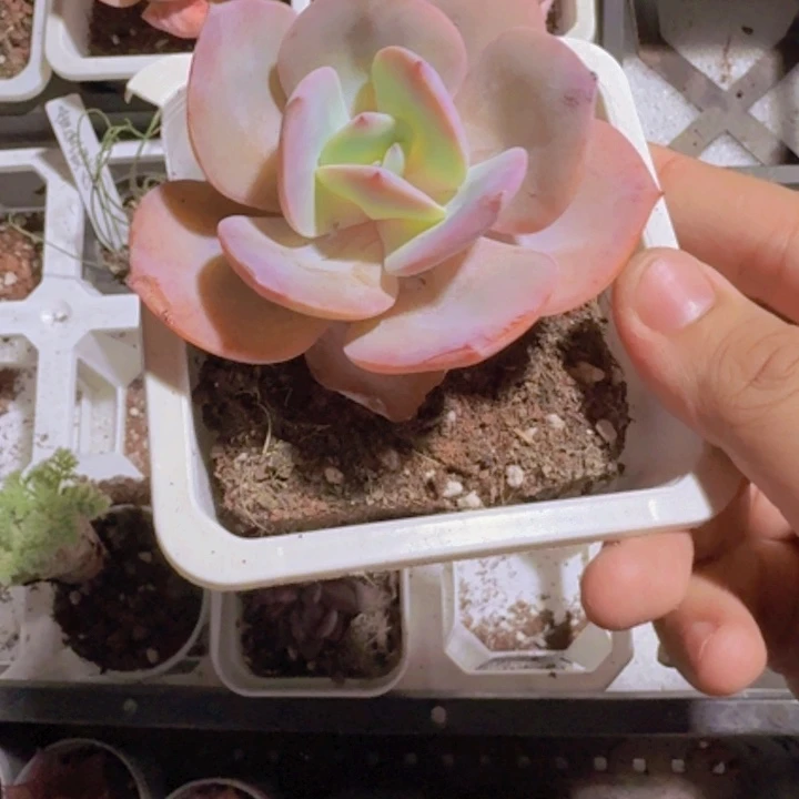 白凤十厘米盆超级美