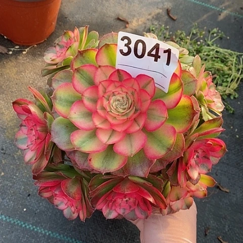 红陶3041荔枝冠16.7