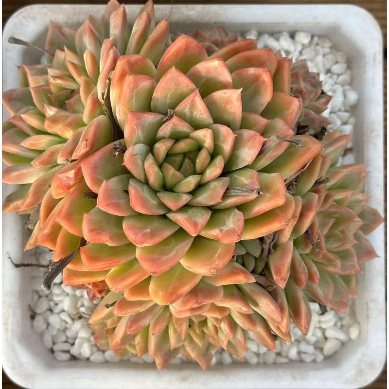 16#冰钻群多肉植物 前男友精品多肉