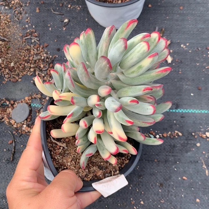 无花朵棒叶福娘锦0801