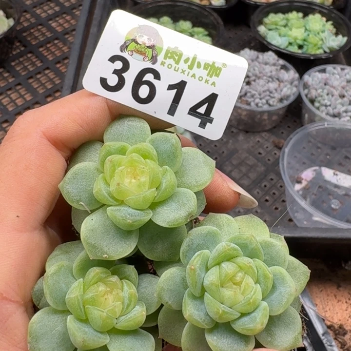 多肉植物多肉植物