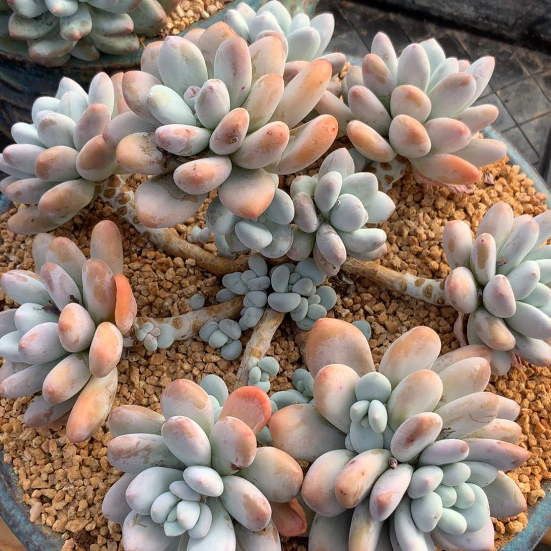 香水大群25公分的