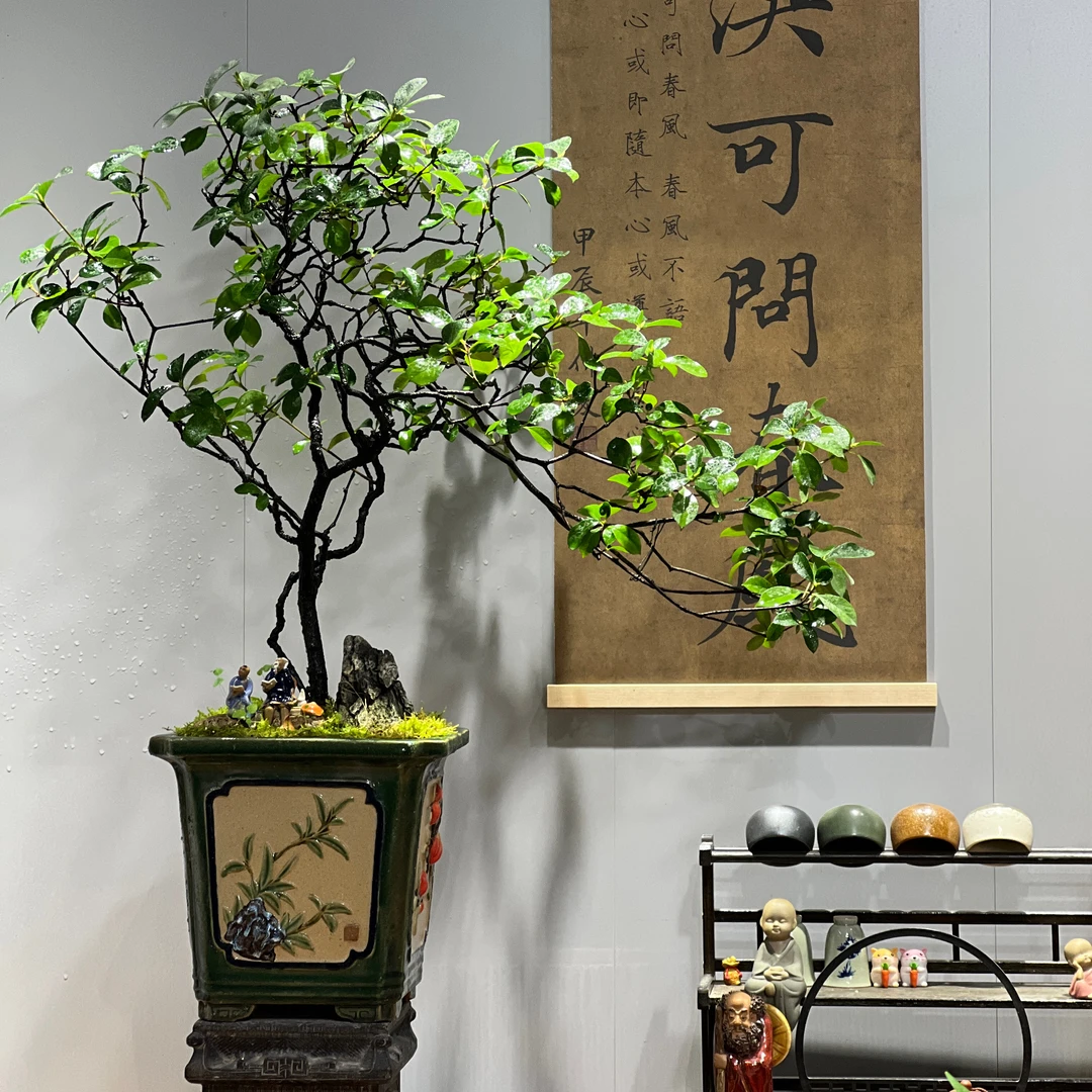 海岛春花盆景茶室艺术空间室内造景精品老桩盆景