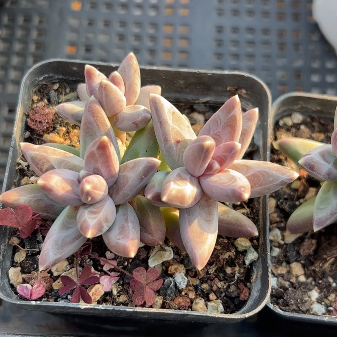 多肉植物多的植物精华