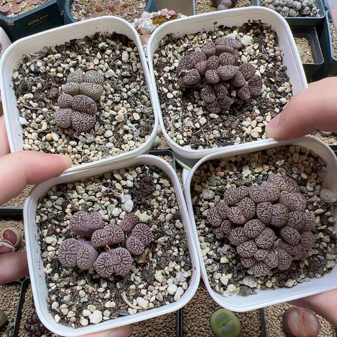 【闪购商品】288 秒