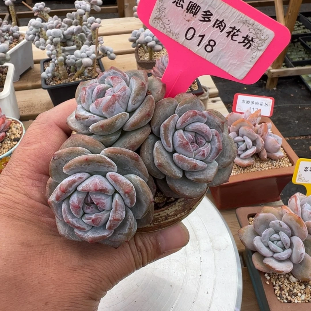018星影老桩无砍3头