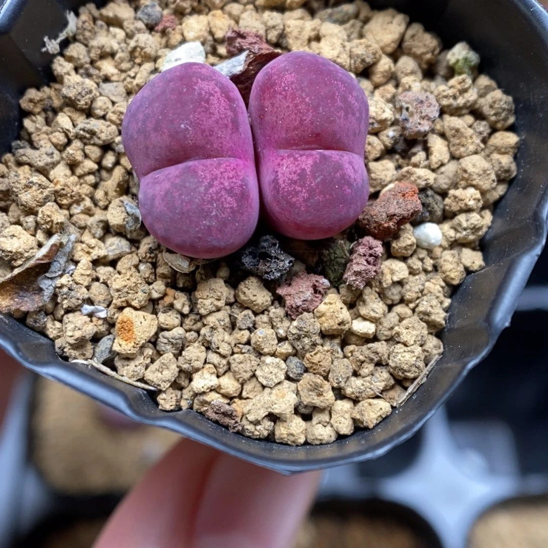 多肉植物肉锥杂交K-5485