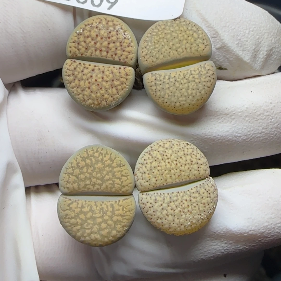 0309。默认脱土。18包邮。偏远88包邮